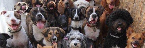 bratbing's profile banner image
