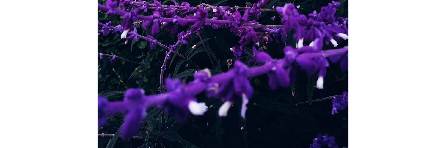 FernandaSH24's profile banner image
