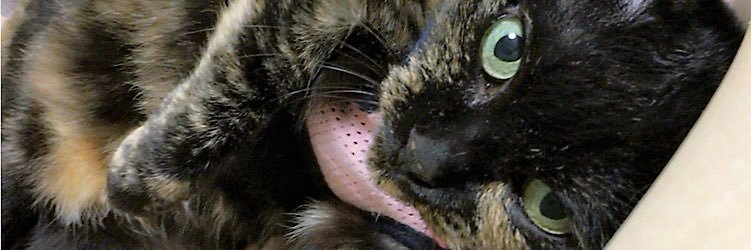 CHOPA_nyan's profile banner image