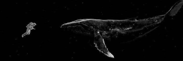 beached🏝whale🐋🌊52hz banner