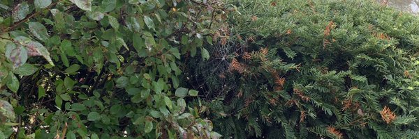 vinevenom Profile Banner