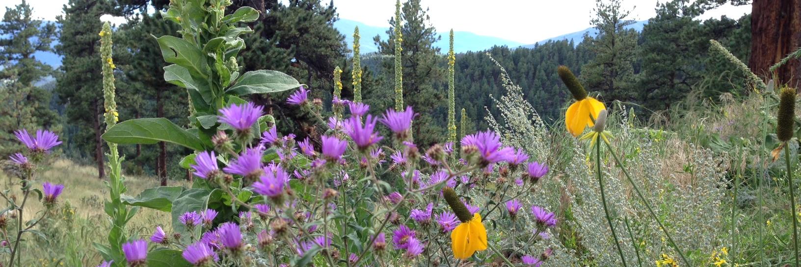 Meredith Corley banner