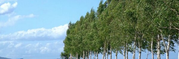 masakichi22 Profile Banner