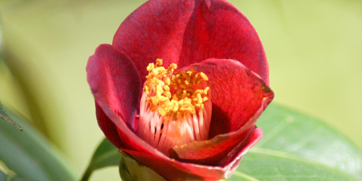 SCBotGarden's profile banner image