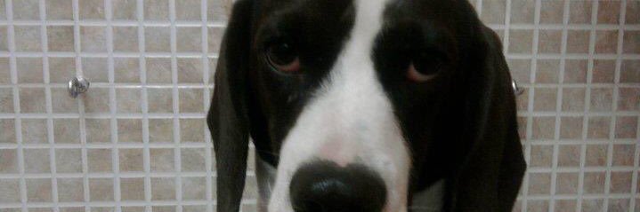croquetico's profile banner image