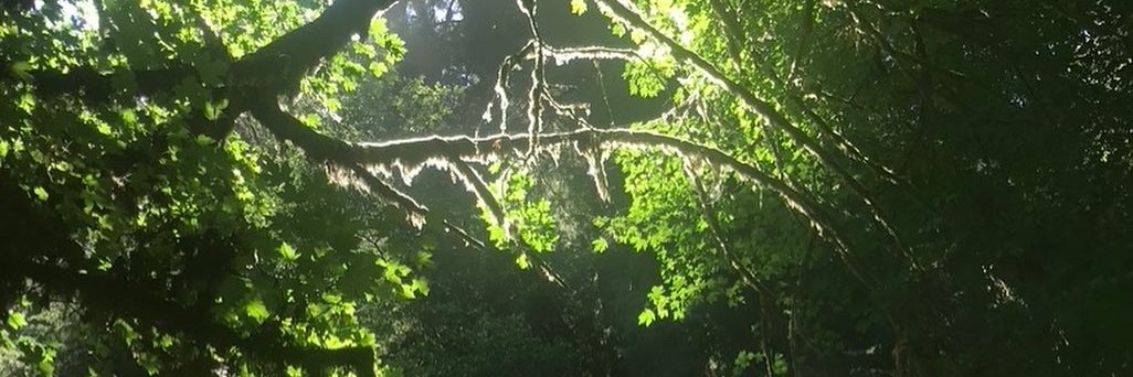 Melissa Troyer banner