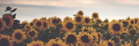 angelinemerald's profile banner image