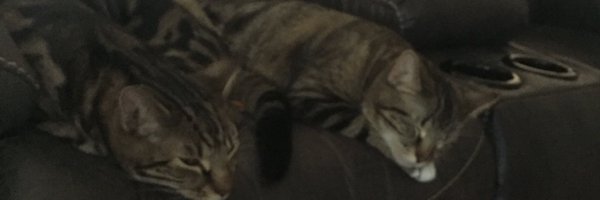 Fox4803 Profile Banner