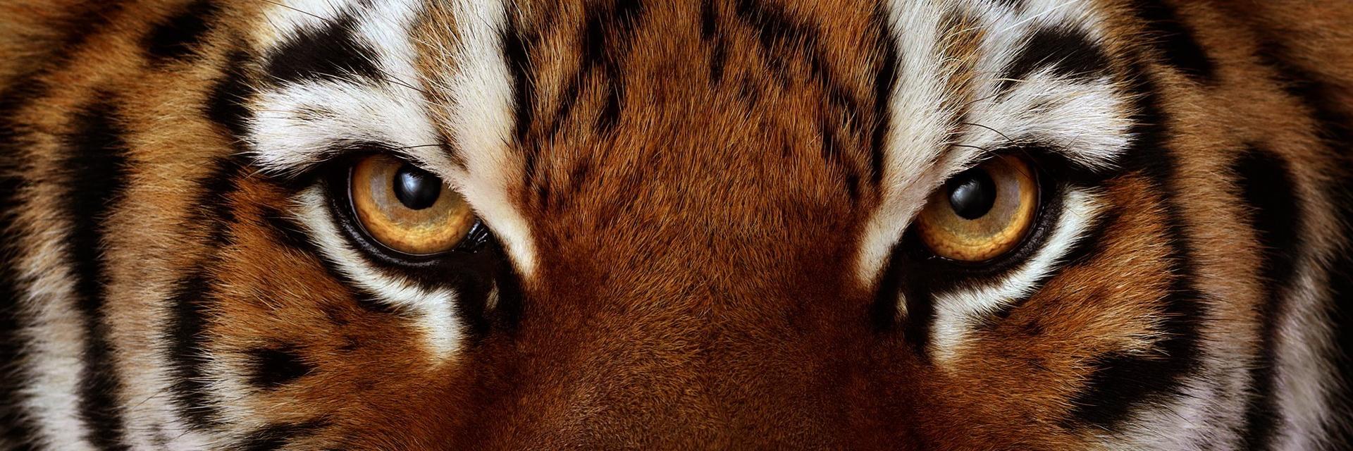 TheParksPTA's profile banner image