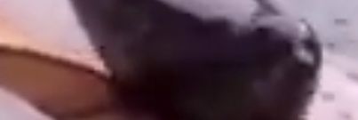 AzelfDa?🏳️‍🌈🏳️‍⚧️🐋's banner
