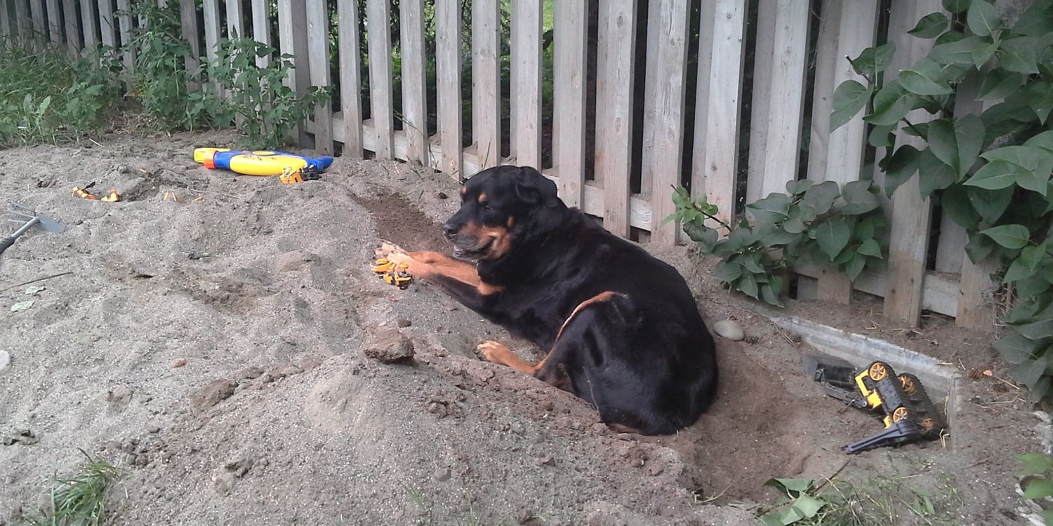 LoneNorthernPiper banner