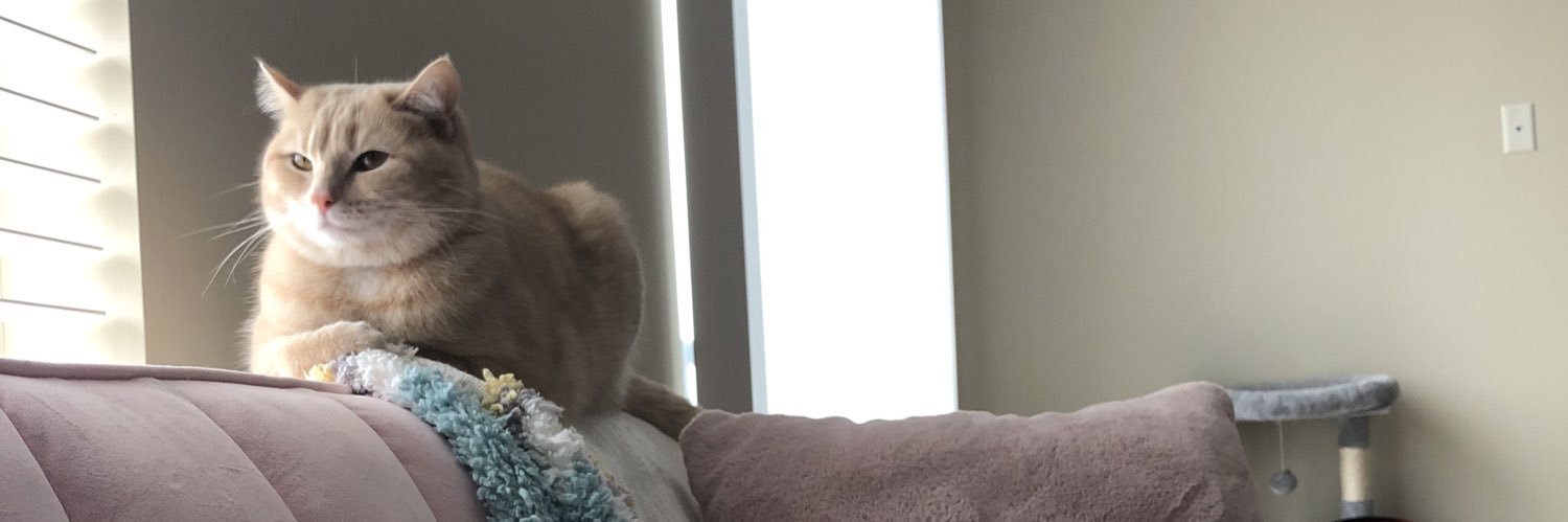 GeanyBeany's profile banner image
