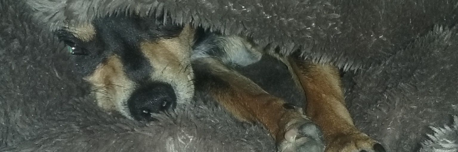 Z_Frostwire's profile banner image