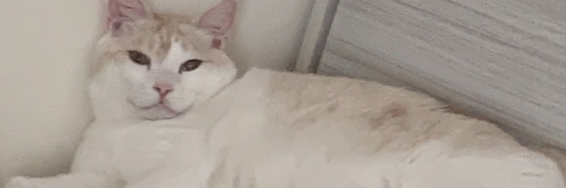 peipeiink's profile banner image
