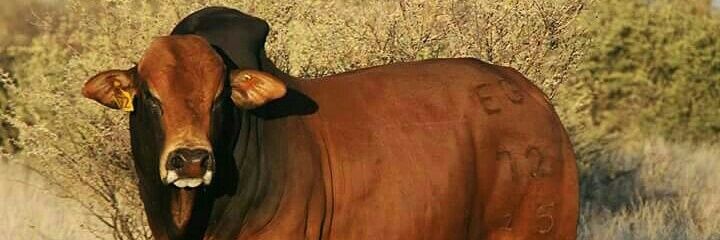 ruff254's profile banner image