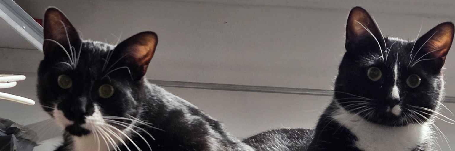 Mason Dunaway banner