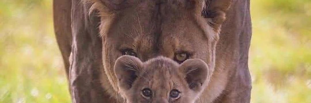 Salvo Muzzone banner