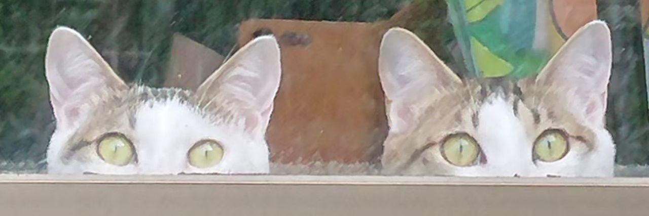 みみりー banner