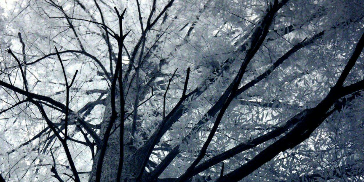 𝙽𝚒𝙳𝚃𝚑 banner