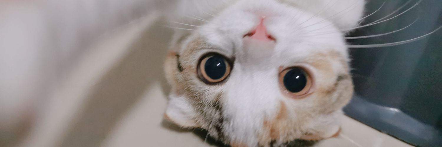 am_pui's profile banner image