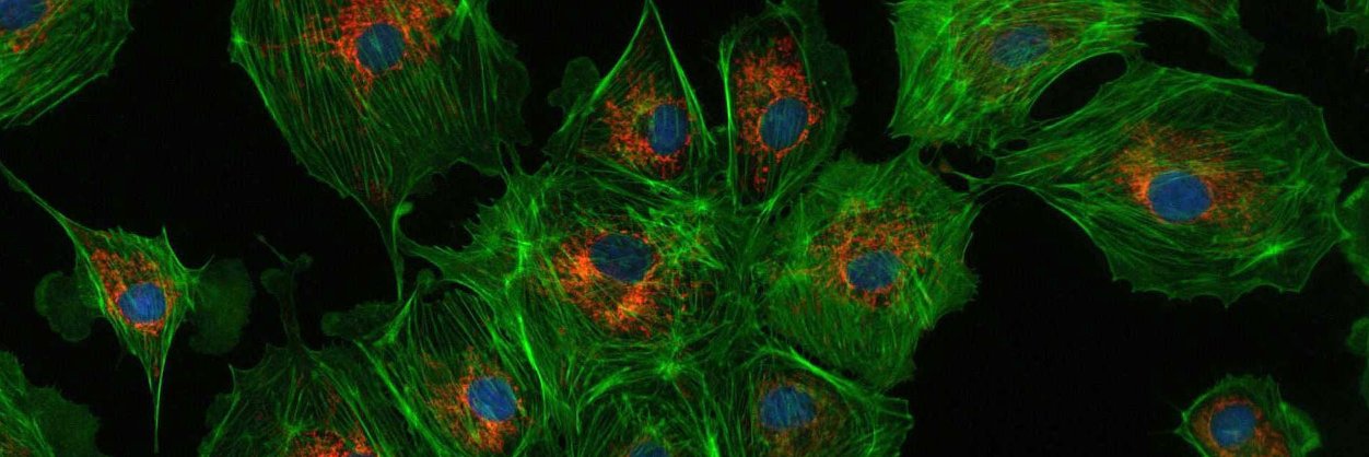 BioAxial banner