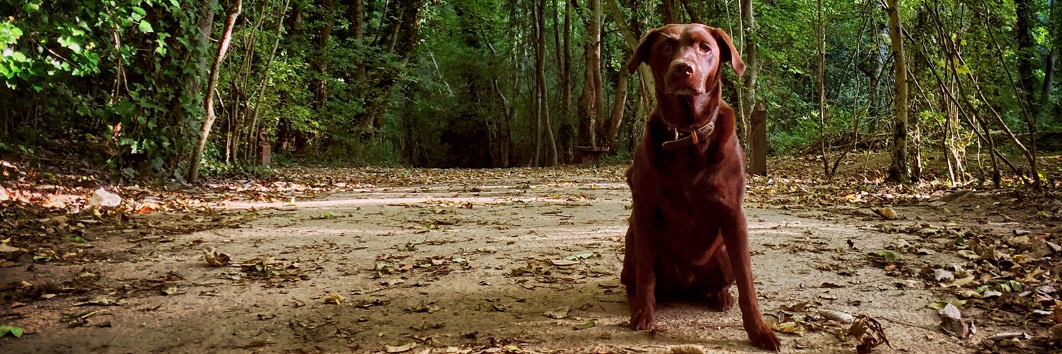 DuchessPoppy's profile banner image