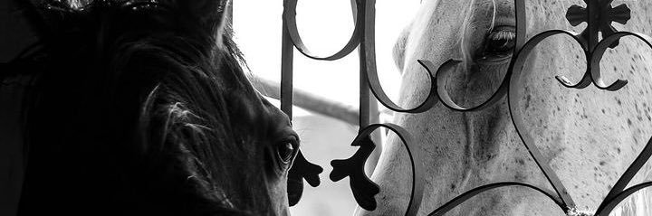 SarrahMj_'s profile banner image