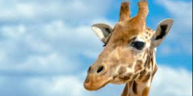 GiraffeGina's profile banner image