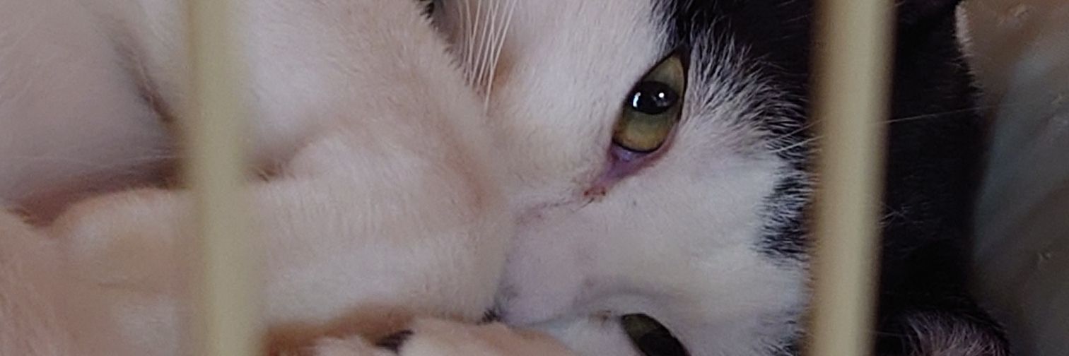 superubia77's profile banner image