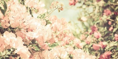 zonneflower's profile banner image