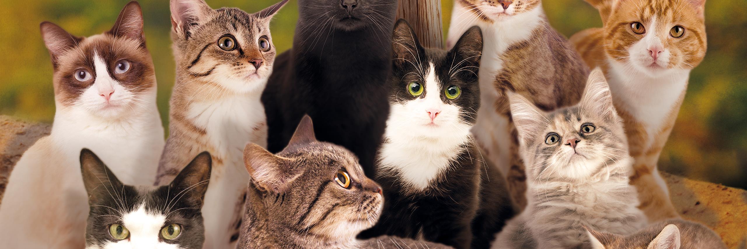 amicalechats's profile banner image