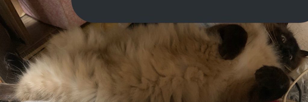 Hicha (⃔ *`꒳´* )⃔↝ banner