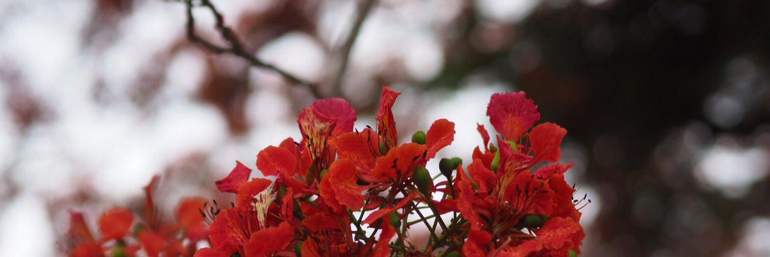 Jayjay_kk's profile banner image