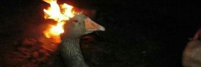 u banner