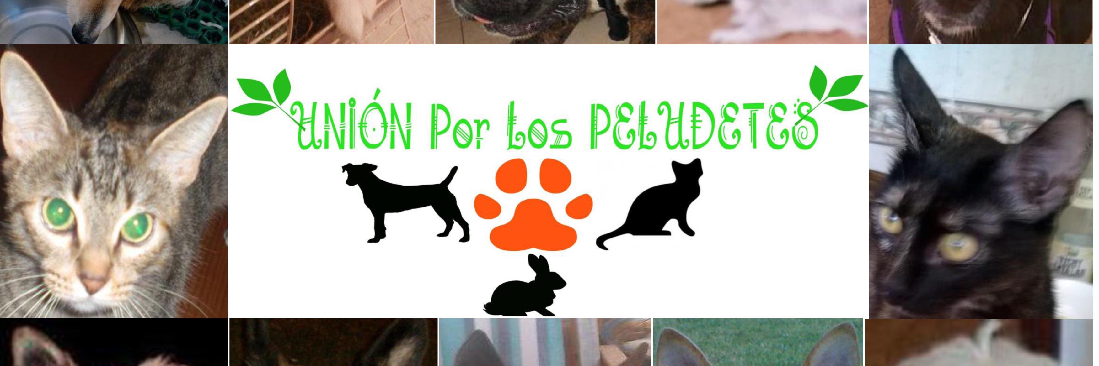 Union_Peludetes's profile banner image