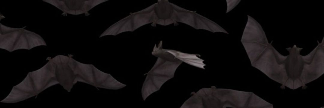 liz 🫀𖥔 ݁ ˖⊹˚ banner