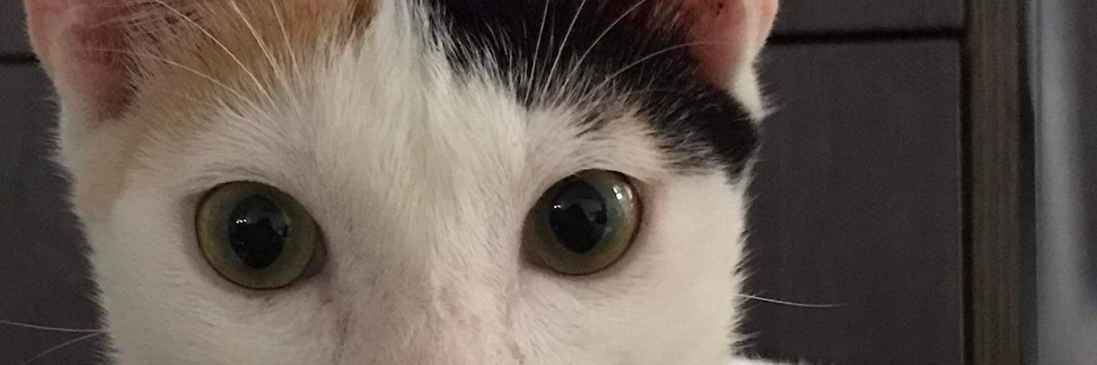 ayelmarice_'s profile banner image