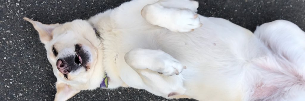 _randipedersen's profile banner image
