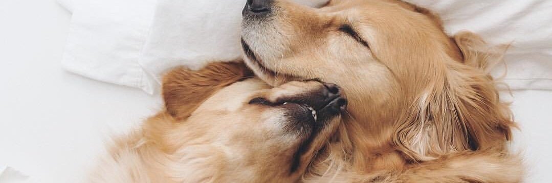 _cutestitch's profile banner image