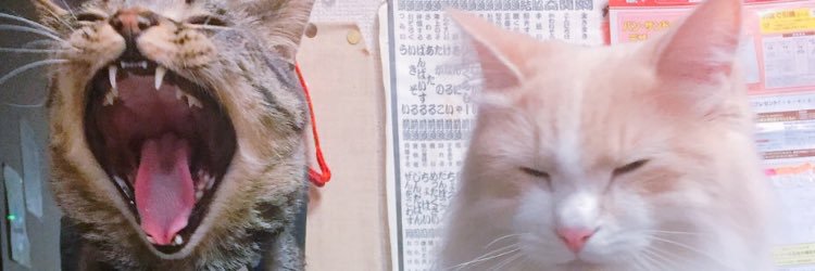 とらーにゃ banner