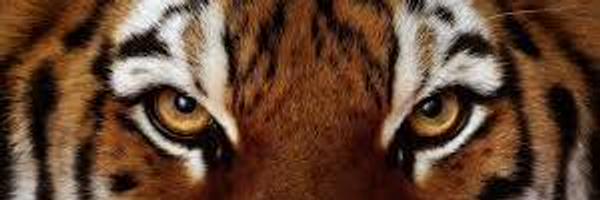 LyndonHSTigers Profile Banner