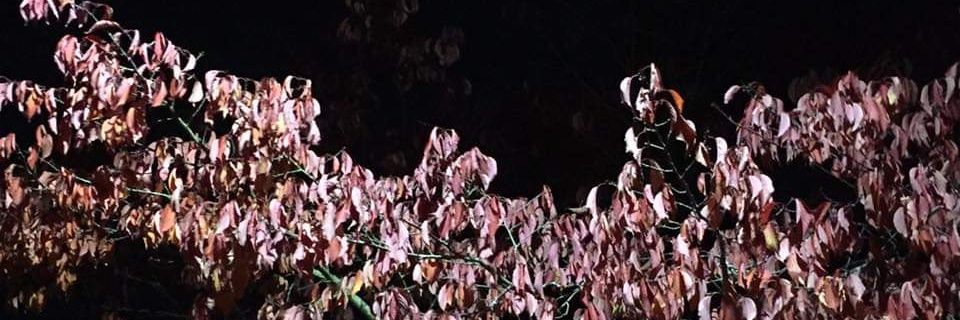 Marmoller's profile banner image