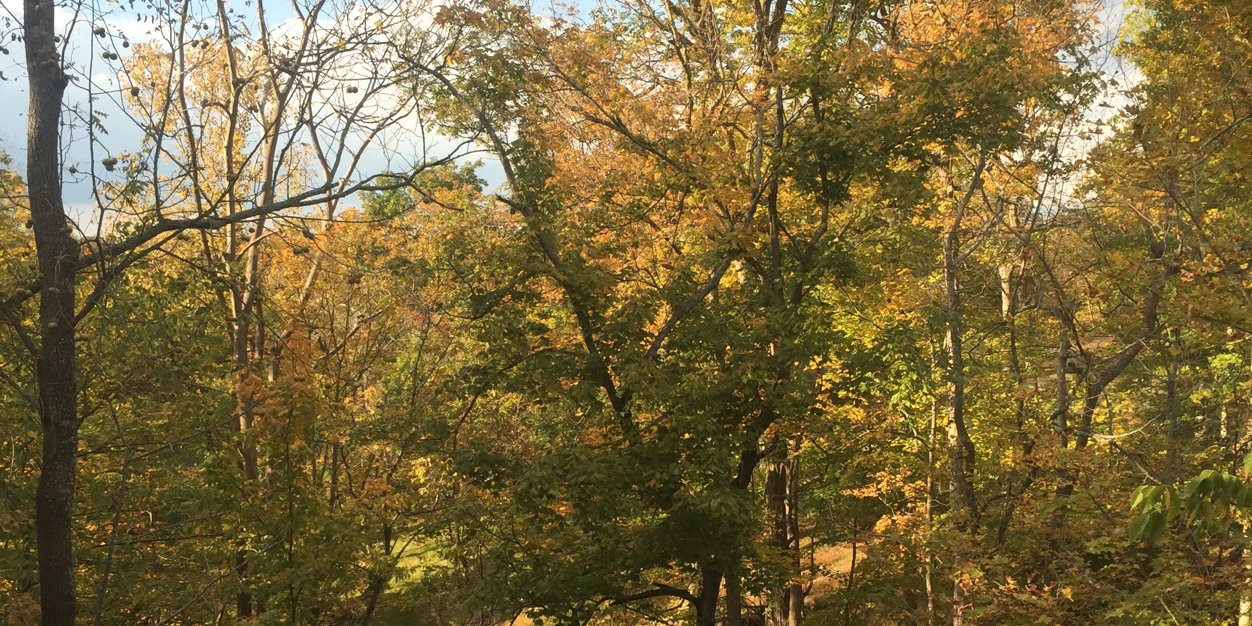 carriebrewer's profile banner image