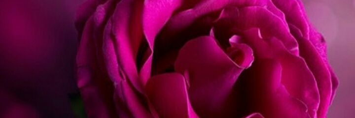 amalaishayassin's profile banner image