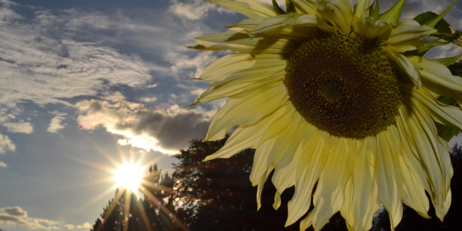 annabrooks66's profile banner image
