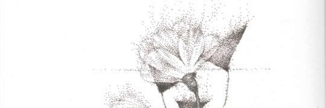 orejotaes's profile banner image