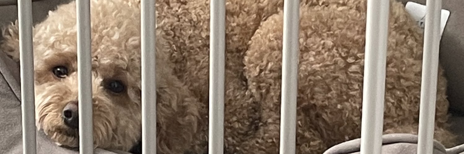 cut_c's profile banner image