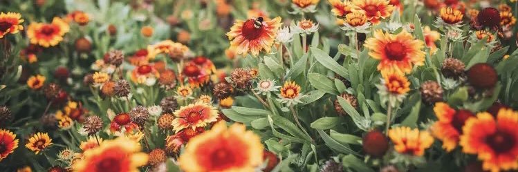 Laura_allardslt's profile banner image