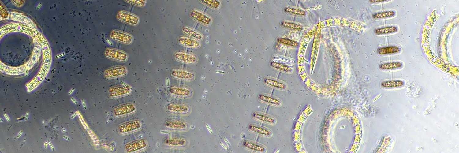 Steffaney Wood-Rocca banner