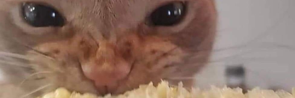 🌻WildflowerExtract🌻 banner